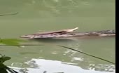 Crocodile Floating with Human Remains in Mouth
