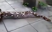 Anaconda takes girl life but couldn’t digest