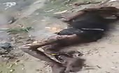 African Guy Burned Alive
