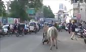 Bulls Fighting On Road Cause A Mans Death