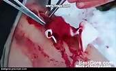 Human Slaughtering By Beast Compilation 2