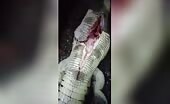 Townspeople discover youngster within a crocodile