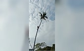Palm tree logger commits a basic error
