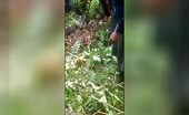 22-foot python swallows granny in indonesian forest the