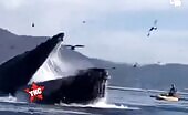 Humpback whale attempts towards consume 2 kayakers in the golden state th