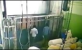Scalp crushed in lift