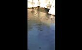 Huge crocodile strikes and gets rid of a male in mexico