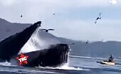 Humpback whale attempts to consume pair of kayakers in california th