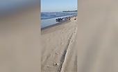 Fascinating find on the seashore shore
