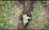 Russian soldier throws grenades dropped on him coming from a khokhl