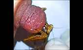 Mantis Feeding On Girl Nipple