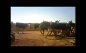 Syrian Army Killing Donkeys
