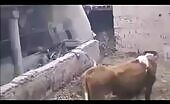 A cow's unguis flighted into the face of a woman cleansing a shed.