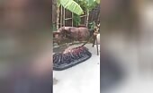 Barbeque weak or strong roasted s murders, exe