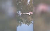 Body dragged by alligator into a channel in the west zone of