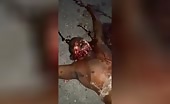Decapitated bodies found in Haiti