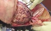 Brain's murders, executions, and suicide