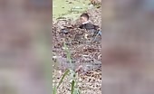 Migrants from Haiti and Venezuela drown attempting border crossing