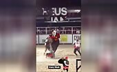 Bullfighter Trampled by Bull