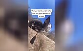 Biker Crashes