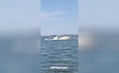 Boat Hits Whale, Passenger Thrown Overboard