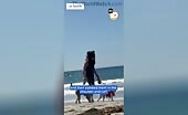 Man in Bear Mask Arrested