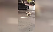 Drunk Man Hit by Car