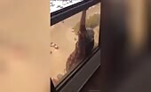 Woman Falls to Death from Window