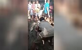 Python Attacks and Kills Man