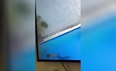Man Drowns in Pool After Seizure