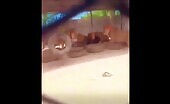 Lion Attack Kills Man at Somalia Zoo