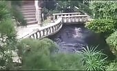Man Drowns in Koi Pond