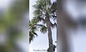 Helicopter Crashes in Huntington Beach
