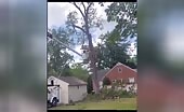 Tree Falls on Car