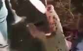 Dismemberment Caught on Video
