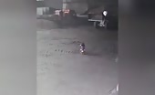 Too stupid to survive but she did