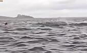 Kayaker Swallowed By Humpback Whale Then Spit Out