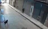 trying to kick a dog